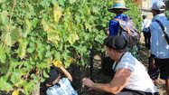 CONVIVIAL - Bientôt les vendanges à l’escalier monumental d’Auch